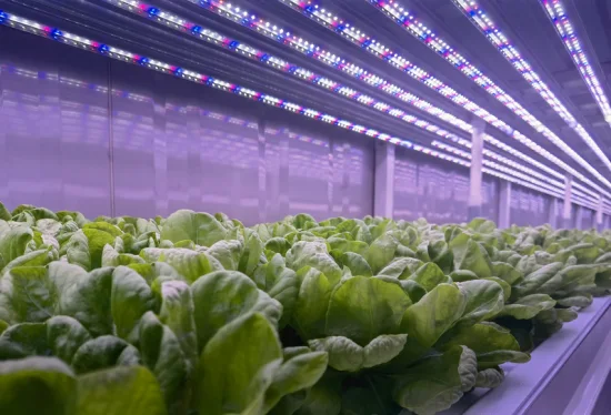 Luzes tricolores vermelhas, azuis e brancas com luzes de cultivo de LED para hidroponia